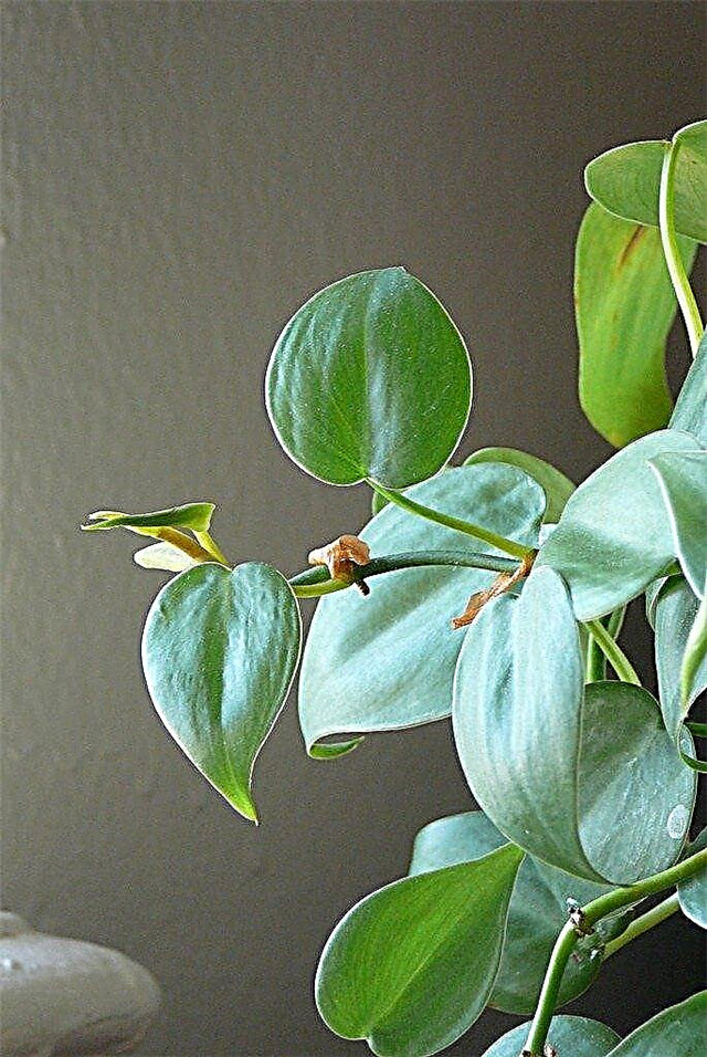 Plantas de casa de Philodendron: Como cuidar de uma planta de Philodendron