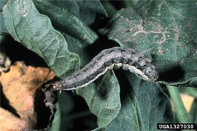 Beet Armyworm Control: Πληροφορίες για τη θεραπεία και την πρόληψη του Armyworms