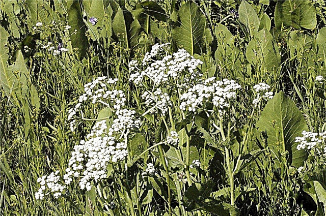 Uso de la quinina silvestre El jardín: consejos para cultivar flores silvestres de quinina