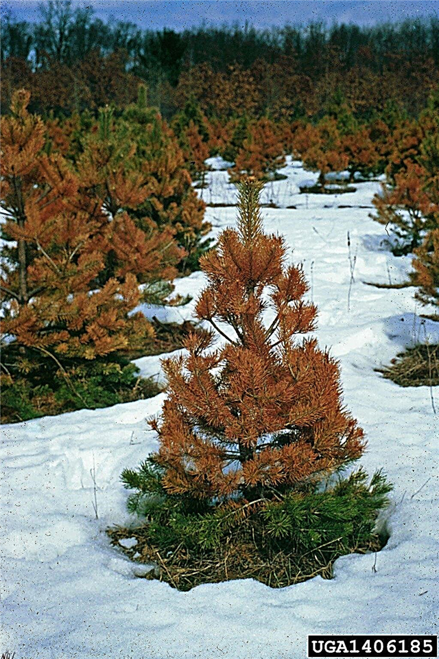 Qué es la quemadura de invierno: cómo cuidar la quemadura de invierno en árboles de hoja perenne