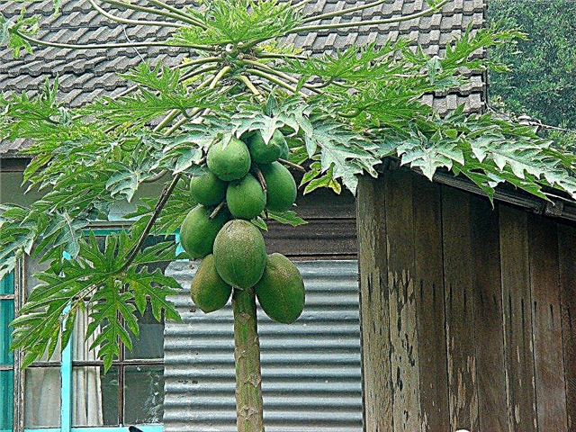Hechos del árbol de papaya: información y cuidado creciente de los árboles frutales de papaya