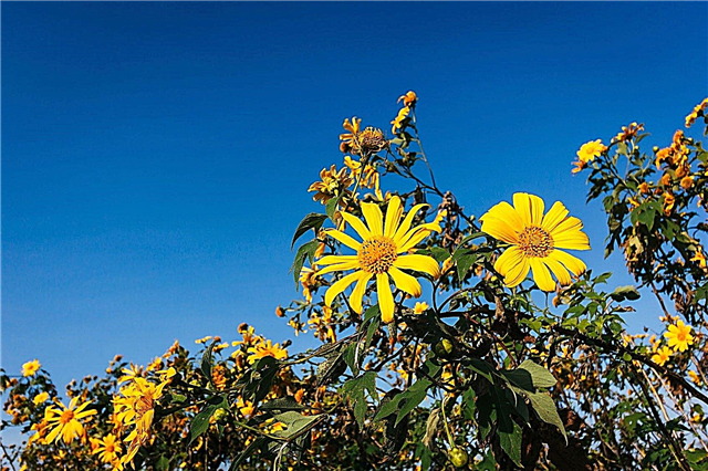زراعة عباد الشمس المكسيكي: تعلم كيفية زراعة نبات عباد الشمس المكسيكي