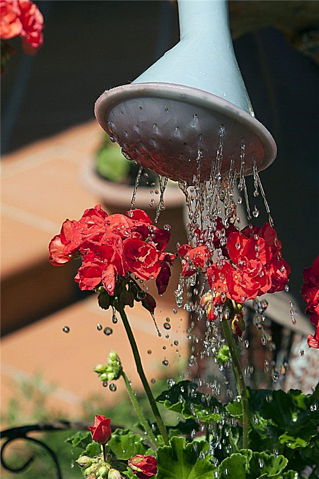 Irrigazione per piante da contenitore: quanto e quanto spesso innaffiare le piante in vaso