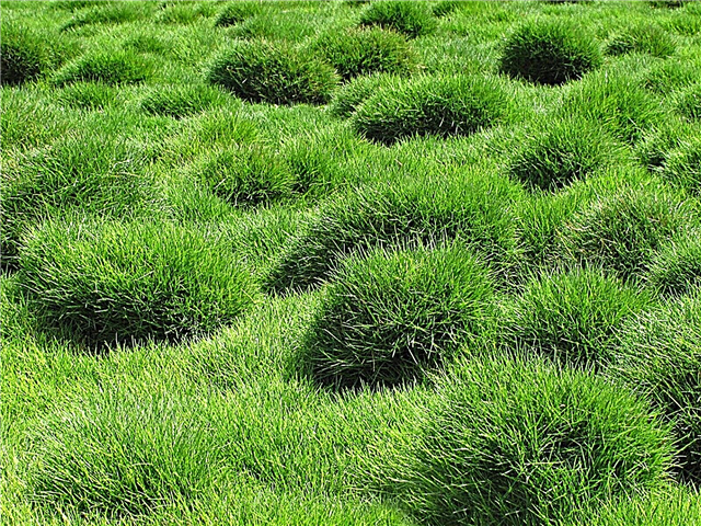Thatch In Zoysia Grass - Πρέπει να ξεφορτωθώ το Zoysia Lawns