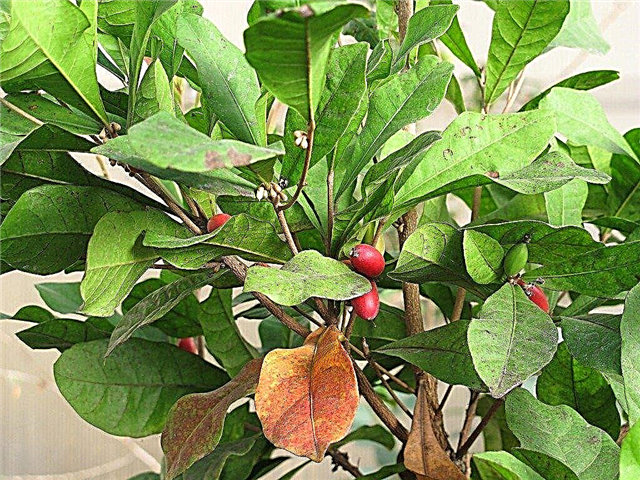 Cultivo de bayas milagrosas: aprenda sobre el cuidado de una planta de frutas milagrosas
