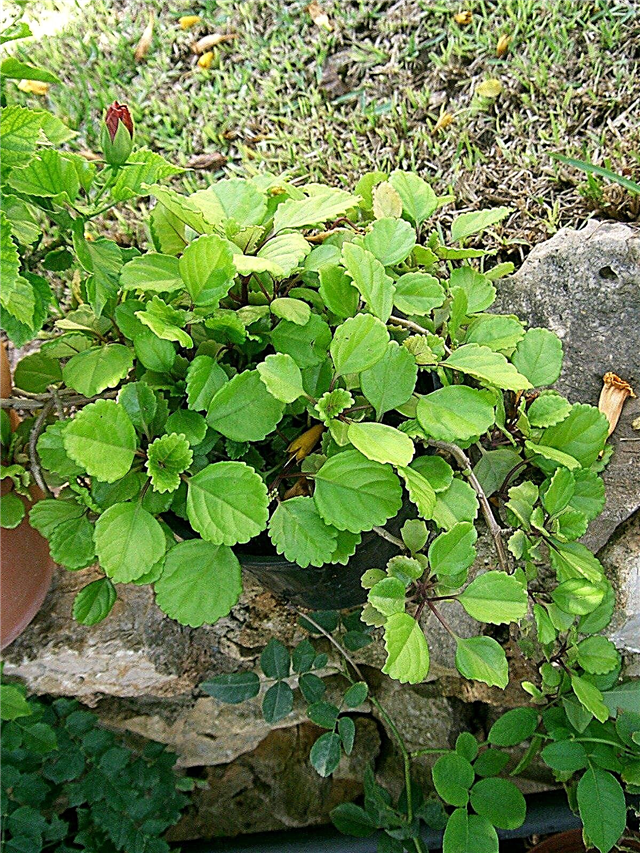 Svedese Ivy Care: come coltivare una pianta da edera svedese