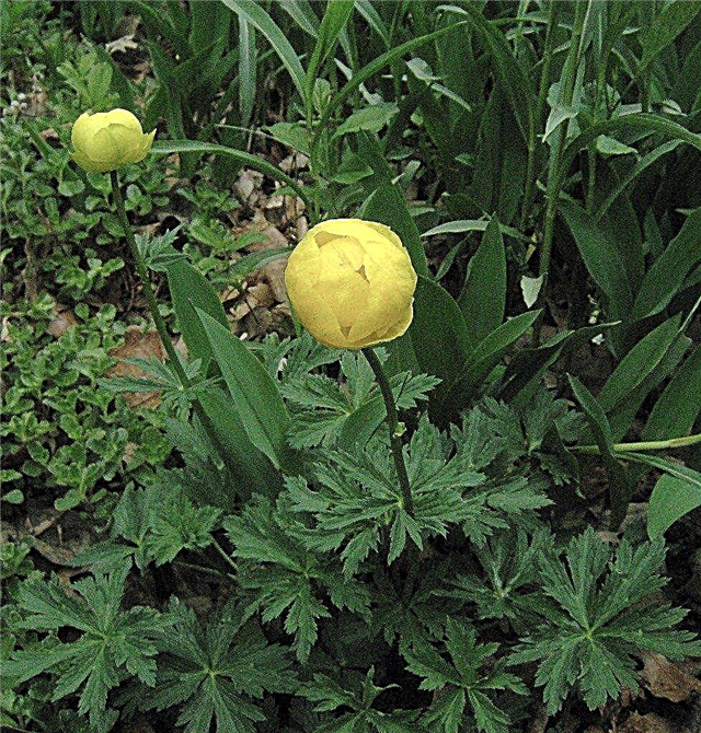 Chăm sóc Globeflower: Trồng Globeflowers trong vườn