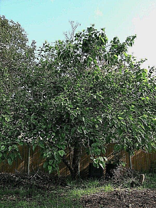 زراعة أشجار التوت: كيف تنمو شجرة التوت بدون ثمار
