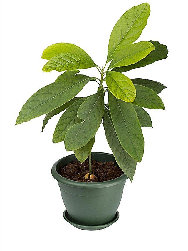 Pestovanie avokáda v kontajneroch a starostlivosť o rastliny avokáda v interiéri