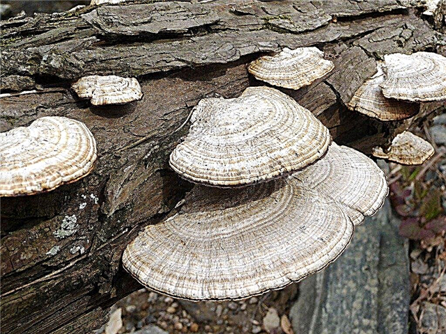 Tree Bracket Fungus - Aprenda sobre la prevención y eliminación del hongo de soporte