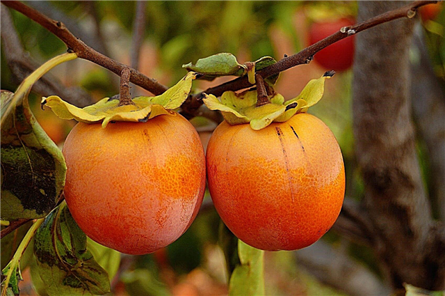 Persimmon Tree Care: Erfahren Sie, wie Sie Persimmon Trees züchten