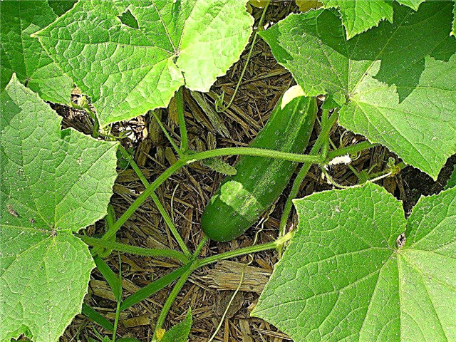 Uborka betakarítása: Tanulja meg, hogy mikor és hogyan kell uborkát betakarítani