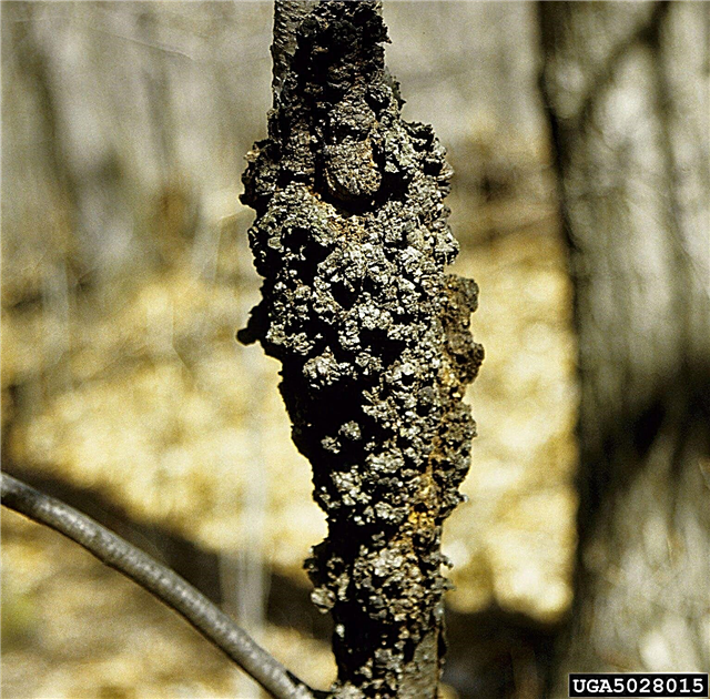 Juodojo mazgo medžio ligos taisymai: Ką daryti, kai juoda mazgas vis grįžta