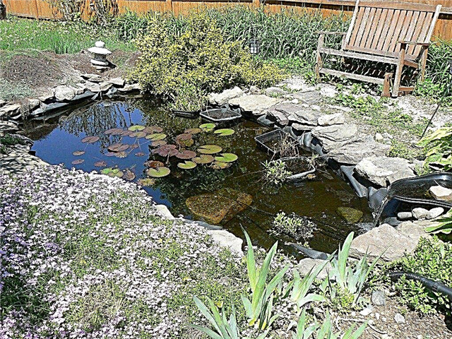 حدائق البركة والمياه - معلومات ونباتات للحدائق المائية الصغيرة