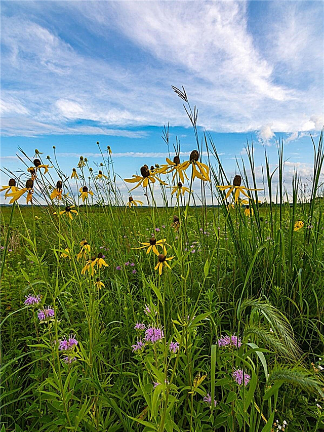 Northern Rockies Lawn Alternatives: Growing Native Lawns On The Prairie
