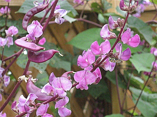 Purple Hyacinth Bean Care - Wie man eine Hyacinth Bean Vine anbaut
