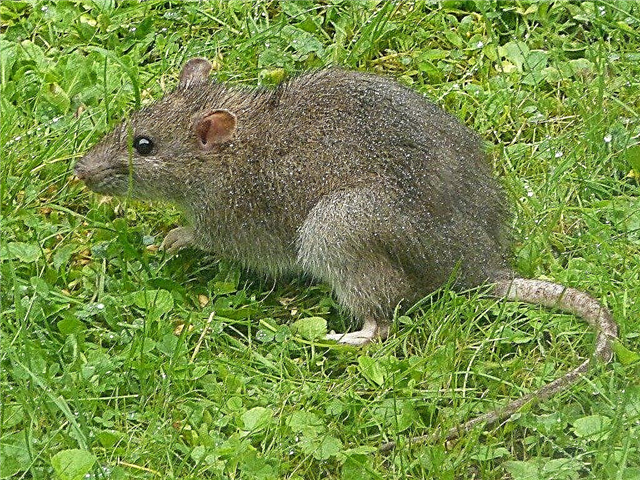 القضاء على الجرذان في الحدائق - نصائح التحكم والردع للفئران في الحدائق