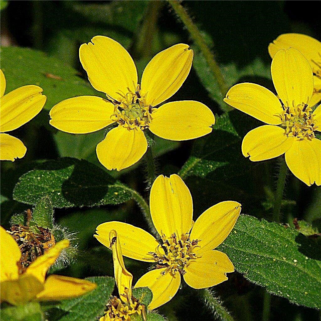 成長するゴールデンスター–緑と金の植物の育て方とケア方法