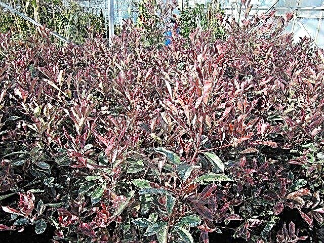 Poda de arbustos Photinia: como e quando podar uma ponta vermelha Photinia