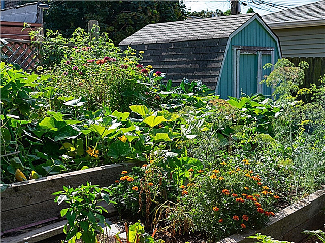 Double Duty Gardening - Pestovanie rastlín s viac ako jedným použitím
