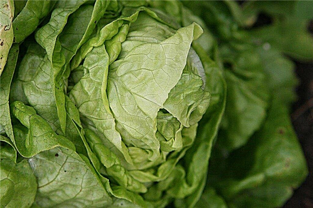Проблеми з листям салату: що робити без голови на рослинах салату