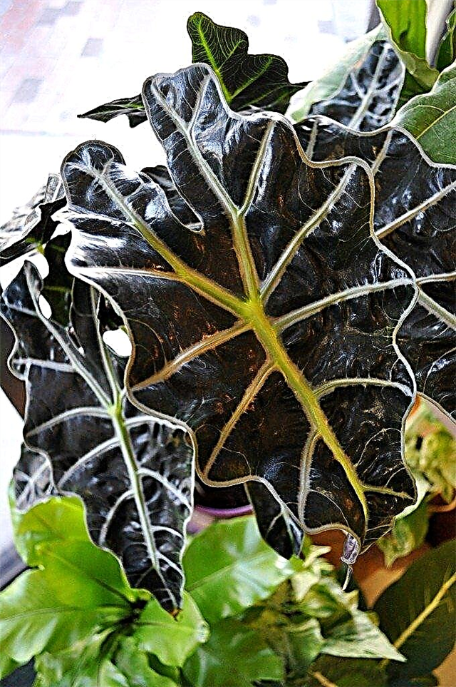 Cultivo de Kris Plant Alocasia: información sobre la siembra en interiores de Alocasia
