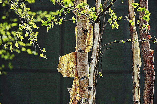 Peeling Bark On Trees: wat te doen voor bomen met schilschors