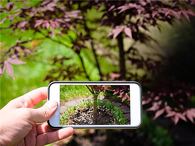 Jardinería con un teléfono celular: qué hacer con su teléfono en el jardín