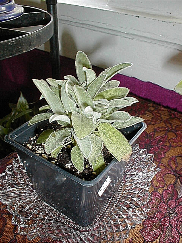 鉢植えのセージハーブの世話–屋内でセージ植物を育てる方法
