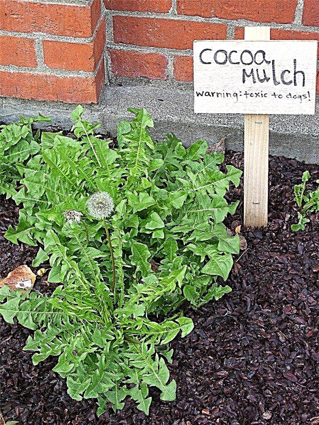 „Cocoa Shell Mulch“: kakavos korpusų naudojimo sode patarimai
