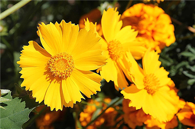 बढ़ते कोरोप्सिस: कोरॉपिस फूलों की देखभाल कैसे करें