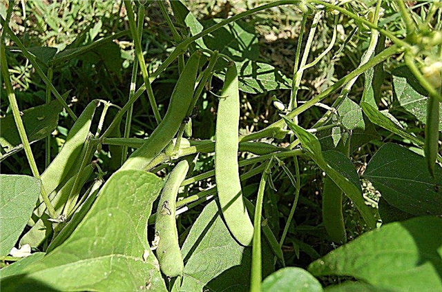 Tuinbonen helpen met gele bladeren - Wat veroorzaakt gele bladeren op bonen
