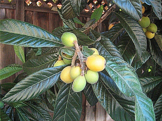 Loquat faültetés: A Loquat gyümölcsfák növekedésének megismerése