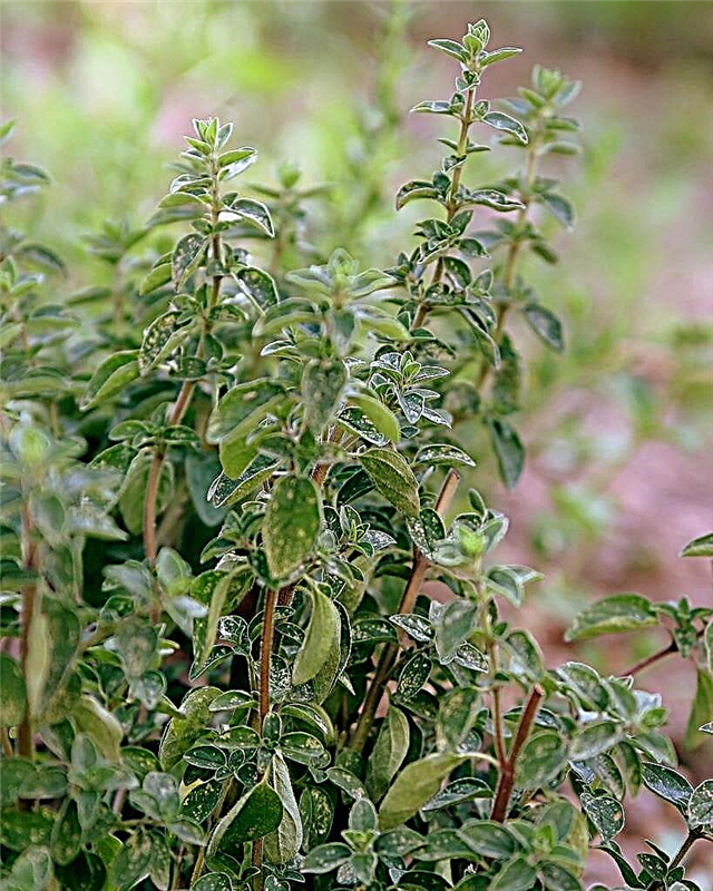 Problèmes d'origan - Informations sur les ravageurs et les maladies affectant les plantes d'origan
