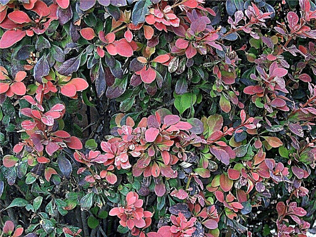 Soins des arbustes d'épine-vinette: conseils pour cultiver des arbustes d'épine-vinette