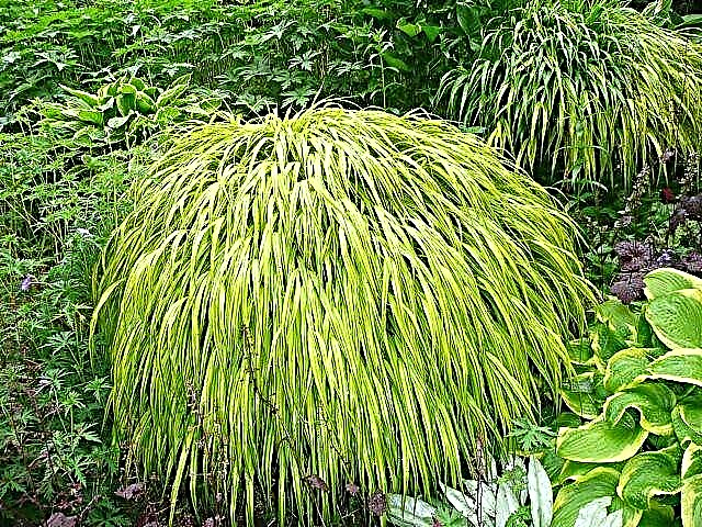 Golden Japanese Forest Grass - Cómo Cultivar Planta de Hierba Forestal Japonesa