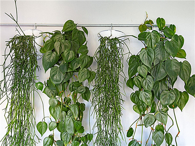O que é uma cortina verde - como cultivar uma cortina de planta viva