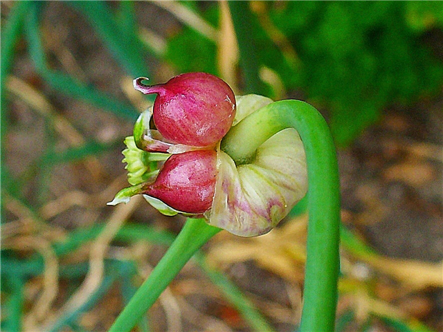 Tipuri de plante Bulbil - Informații pentru creșterea și plantarea bulbilor