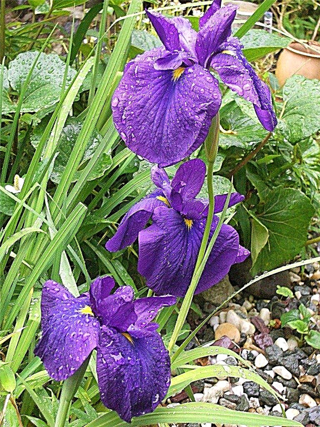 Cultiver des plantes d'iris japonais - Informations et soins de l'iris japonais