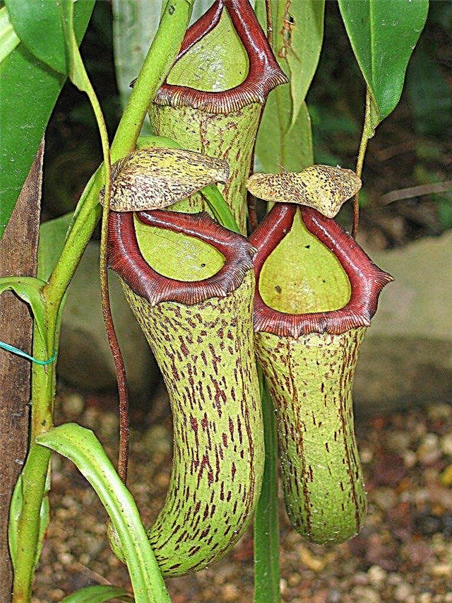 Gojenje rastlin za pitcher: Spoznajte nego oskrbe rastlin