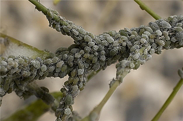 Maladie des arbres par les pucerons - Comment traiter les pucerons des arbres et les gouttes de miellat