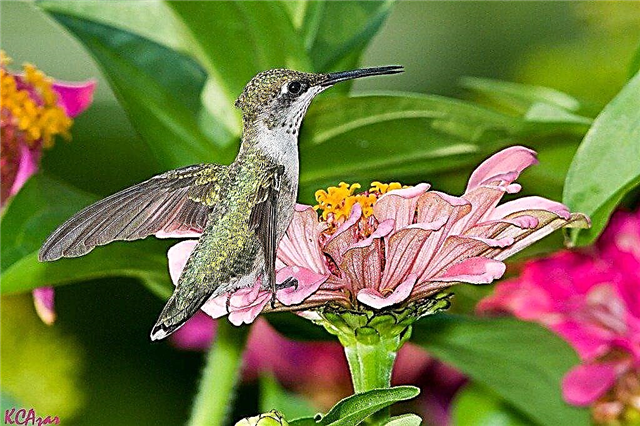 Kolibrikerti ötletek: A legjobb virágok a kolibrirakciók vonzására