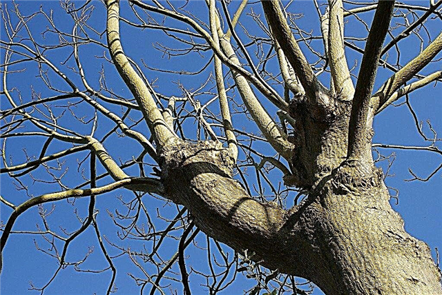 Problèmes de feuillage des arbres à feuilles caduques: pourquoi mon arbre ne s'effondre-t-il pas?