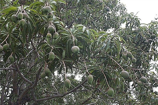 Mangobomen laten groeien: informatie over het planten en verzorgen van een mangoboom