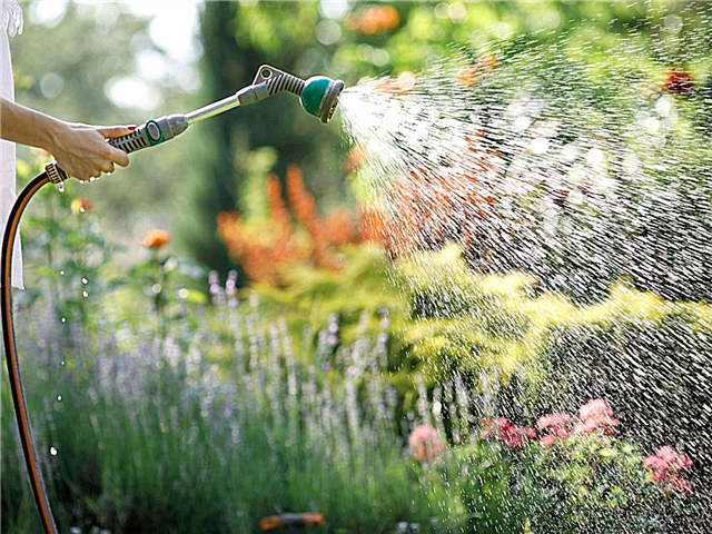 Anleitung zur Bewässerung von Schlauchdüsen: Erfahren Sie mehr über die Einstellungen für Gartenschlauchsprays