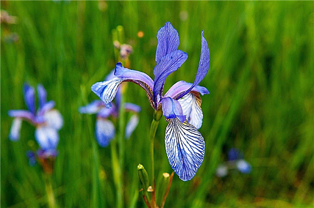 Flag Iris Care: Információk a növekvő és gondozó sárga vagy kék Flag Iris-ről