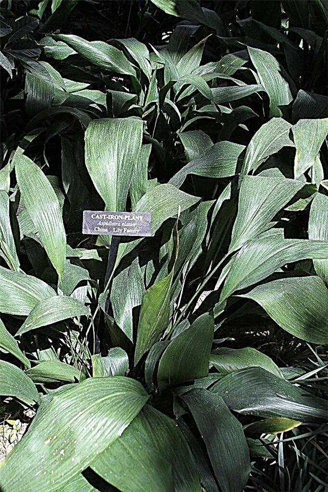 Gusseisenpflanzen: Informationen zum Anbau einer Gusseisenpflanze