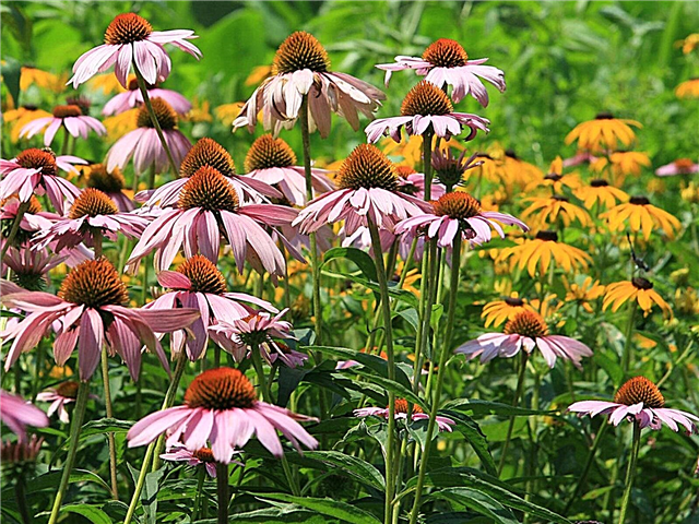 زهور كنتاكي الصيف - أفضل الزهور لحرارة كنتاكي