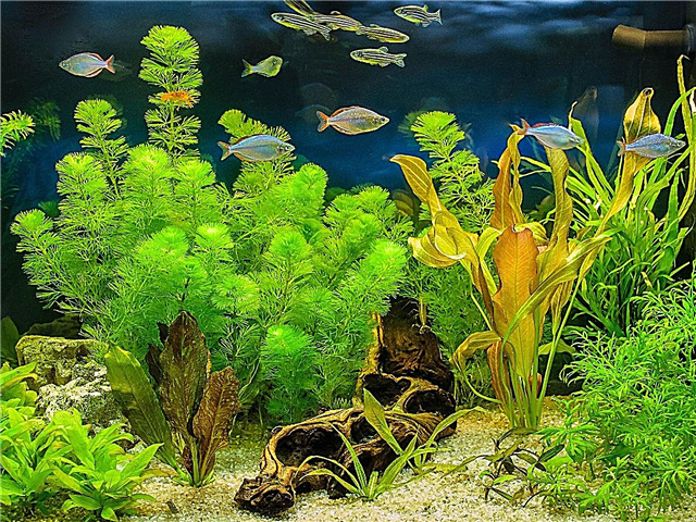Comment faire une plante d'aquarium: types de plantes qui peuvent être utilisées dans un aquarium