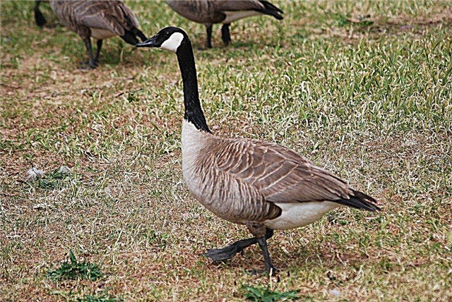 Canada Goose Control: Cómo mantener a los gansos fuera del jardín